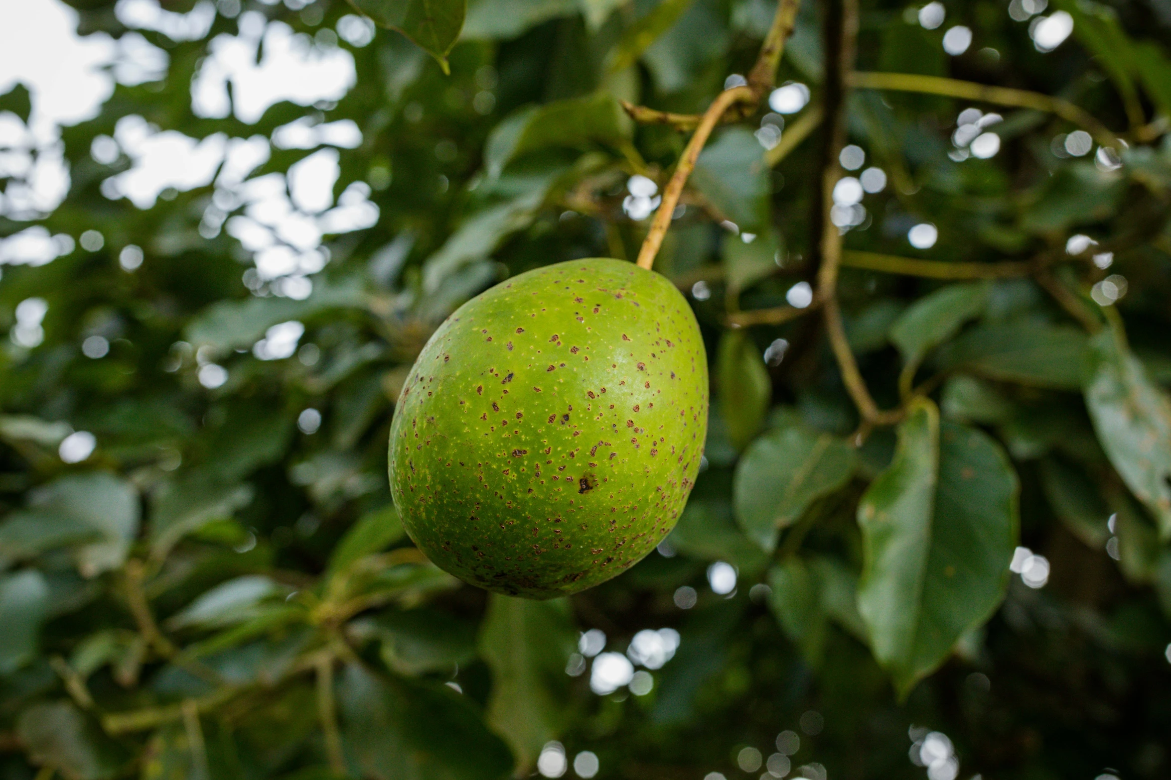 a close up of some green fruit hanging from a tree