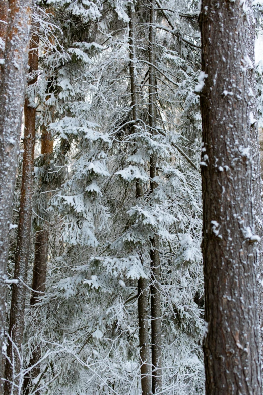 a skier in a blue jacket skiing through the woods