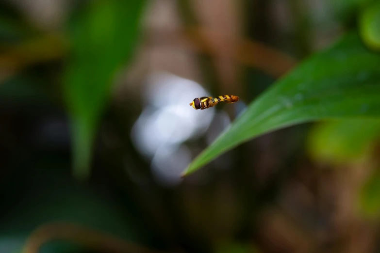 a yellow bug is on a green plant