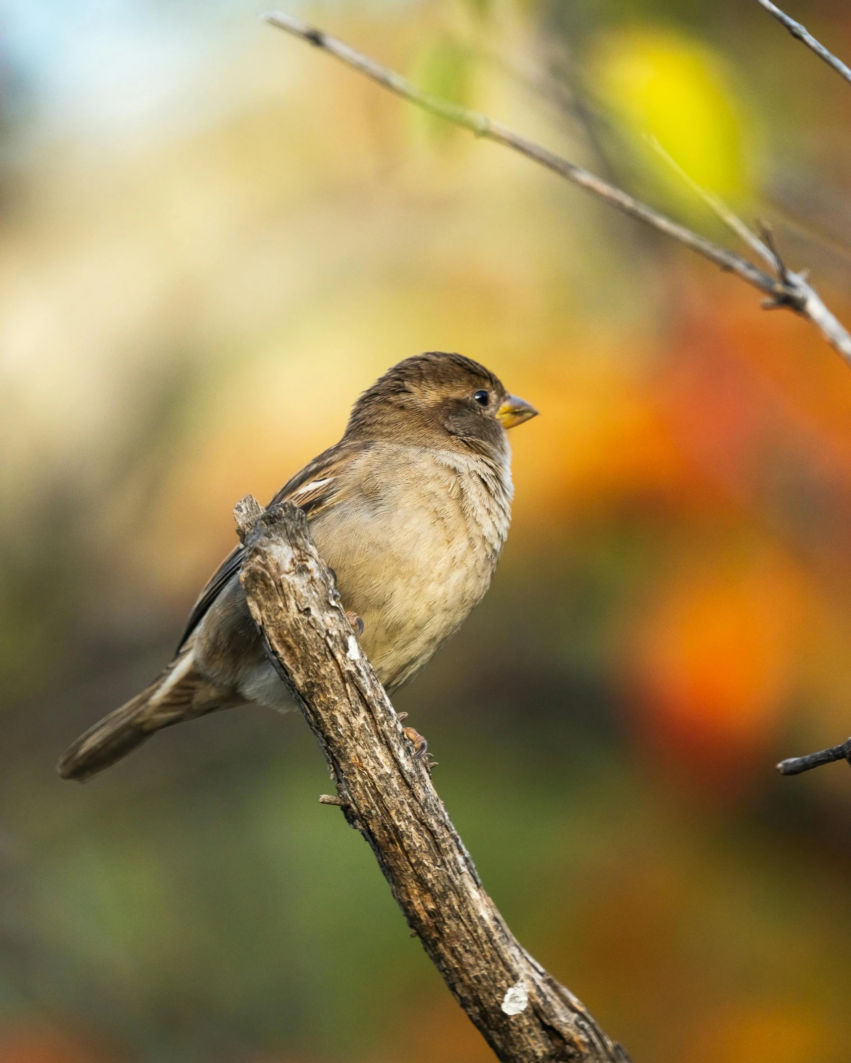 the small bird is perched on a nch