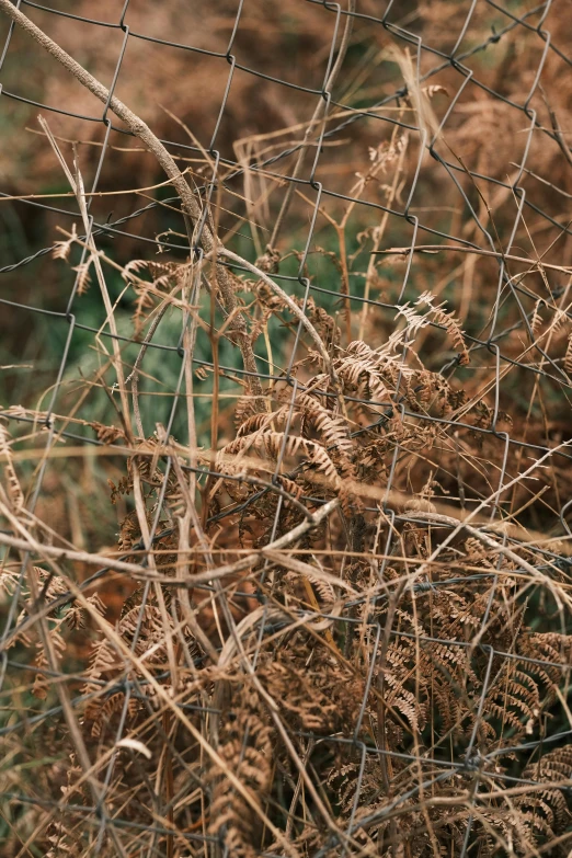 many dead weeds growing behind a wire fence