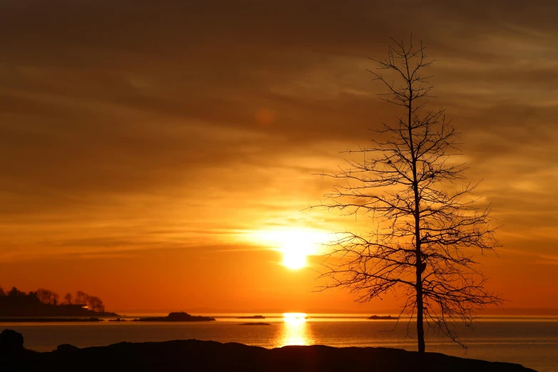 there is a tree that is standing out in the sunset