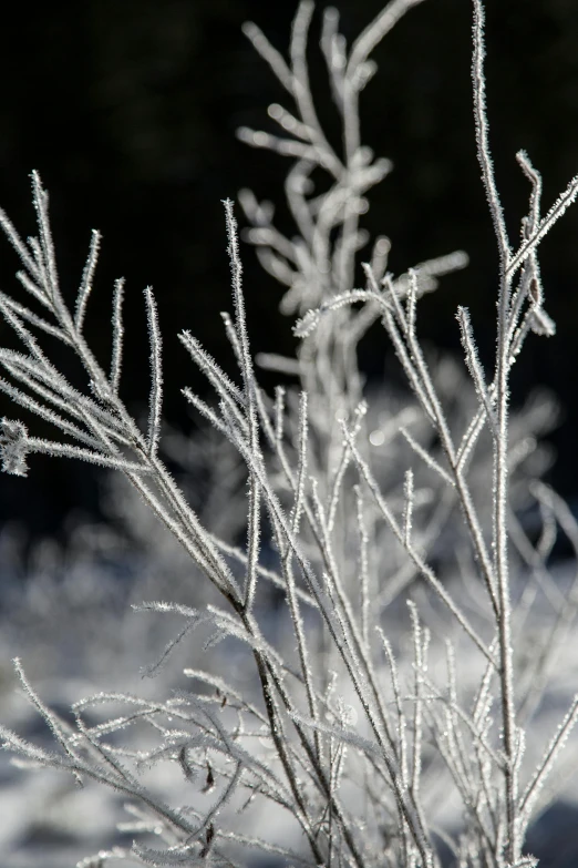 a close up of ice covered plants in a wintery setting