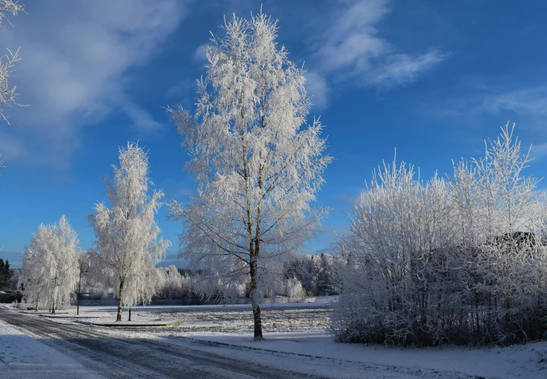 there are many snow covered trees in the snow