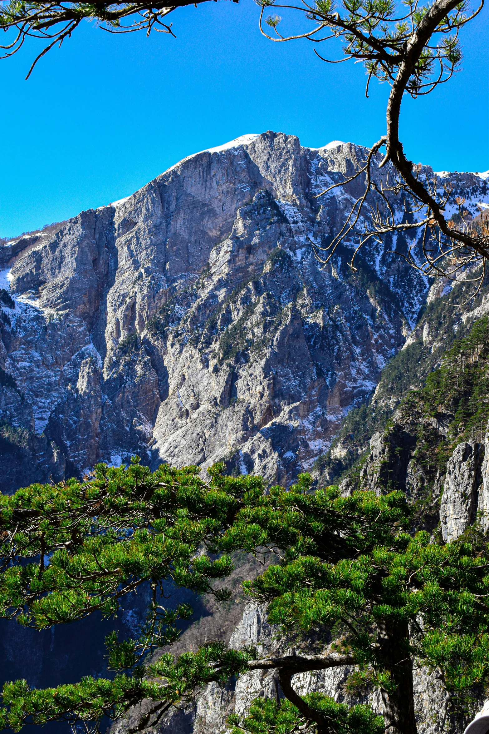 a group of trees that are in front of a mountain