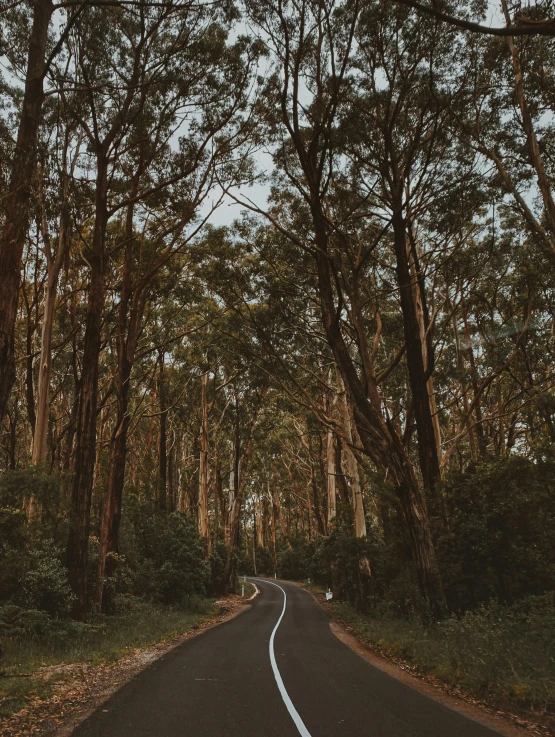 a long curved road in between many trees