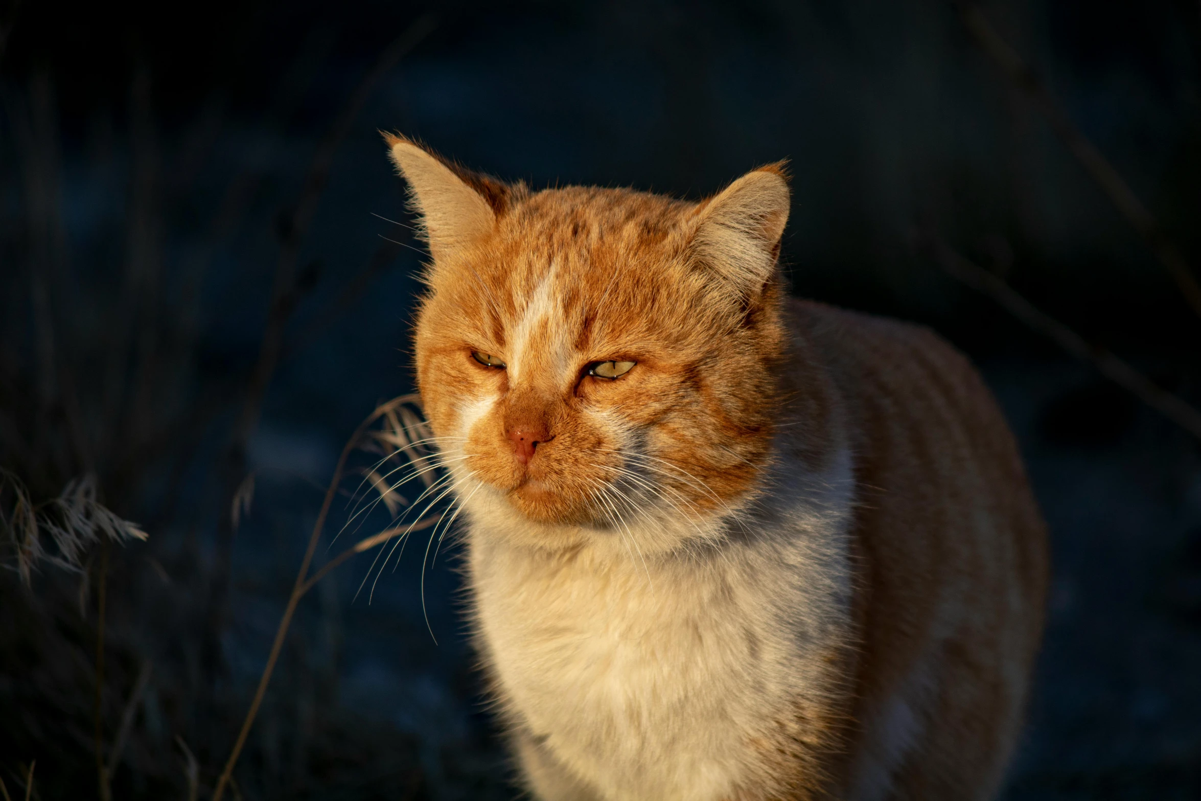 a cat walking through some tall brown grass