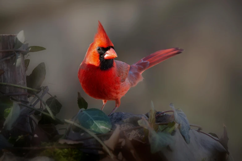 a bright red bird sitting on top of a tree