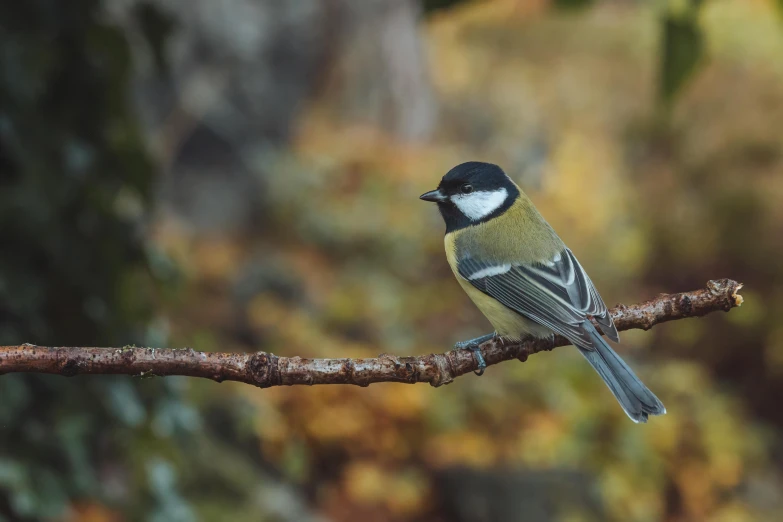 a bird is sitting on the nch of a tree