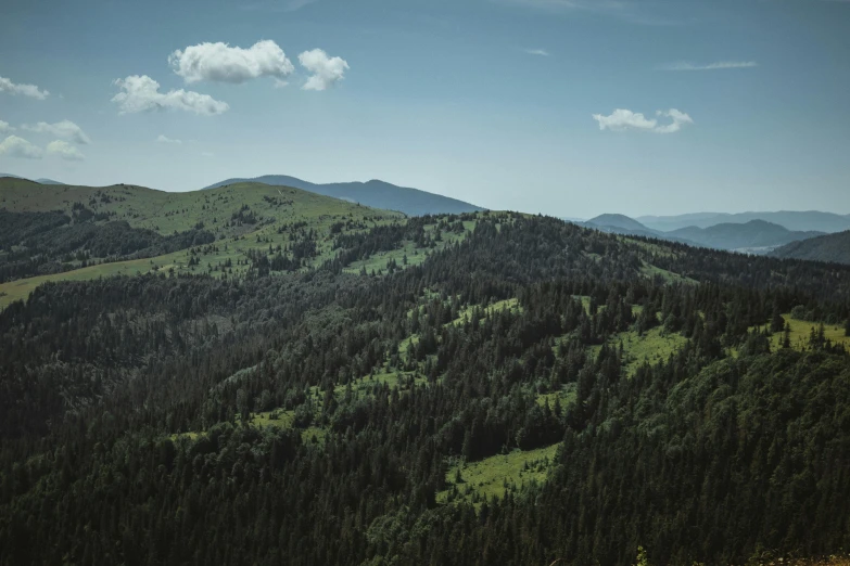 trees in the mountains with a sky background