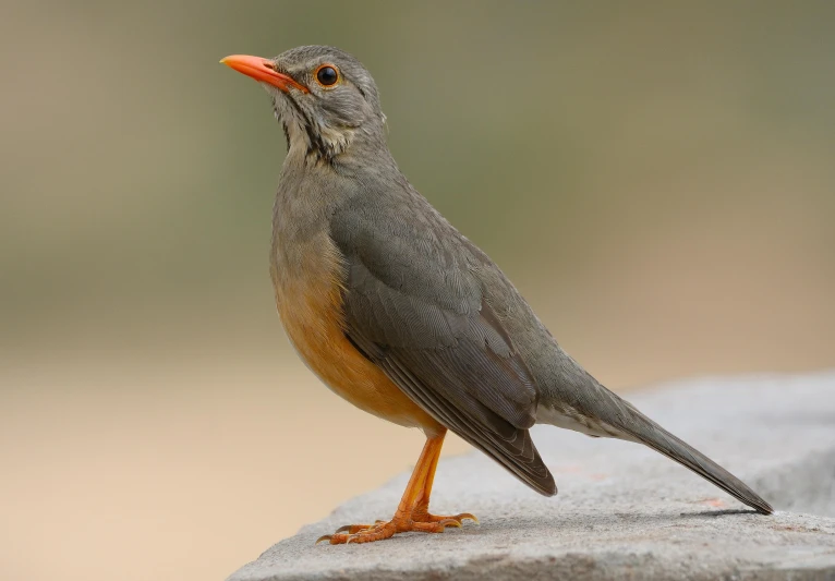 a small bird sitting on top of a rock