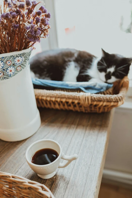 a black and white cat laying on top of a brown table