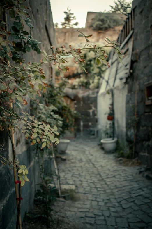 an alleyway with many stone walls, and lots of foliage