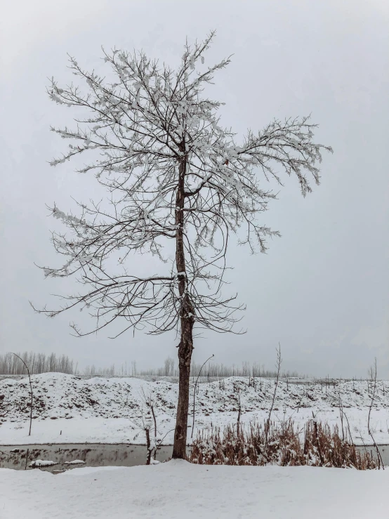 an lone tree near the snow covered ground