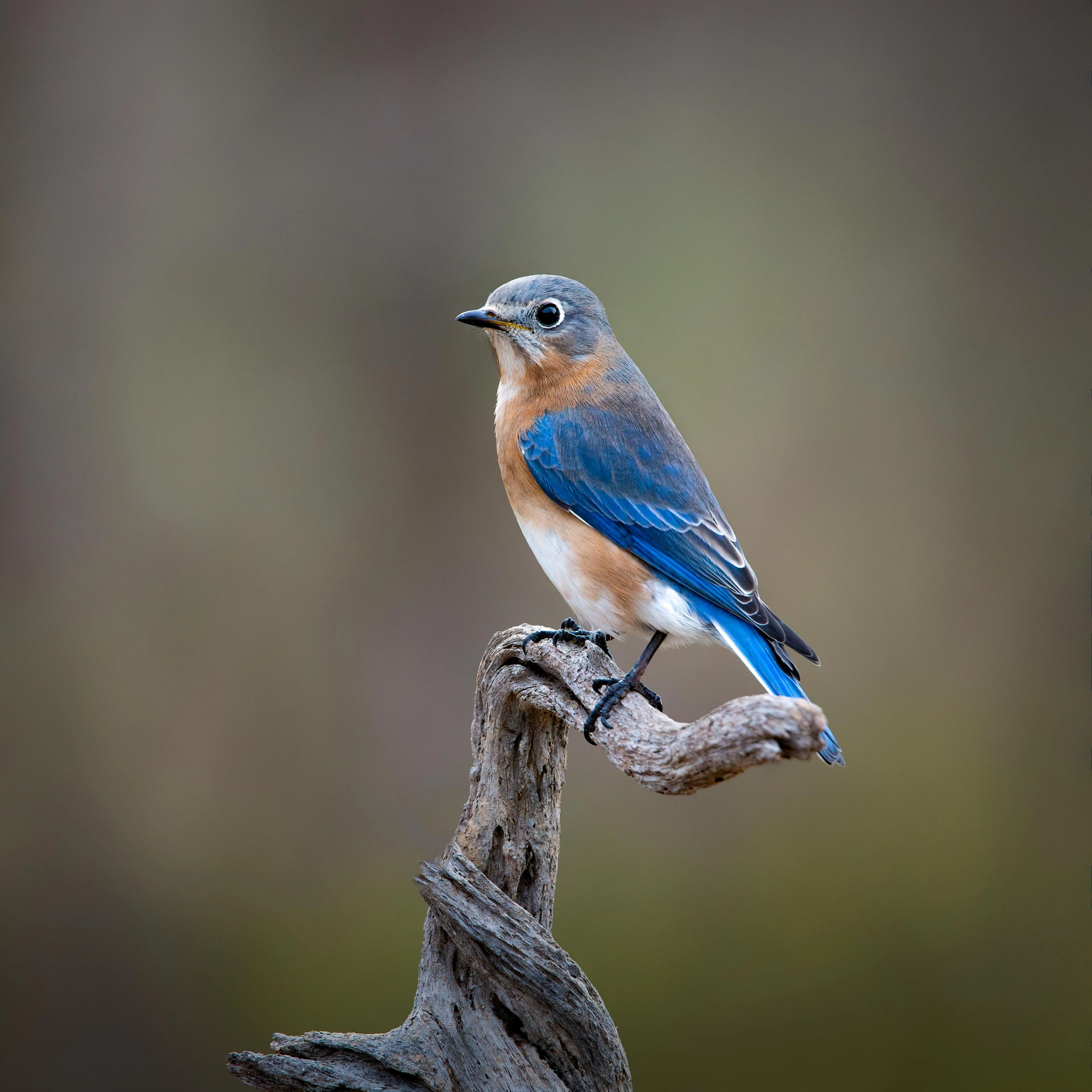 a small bird is perched on a tree nch