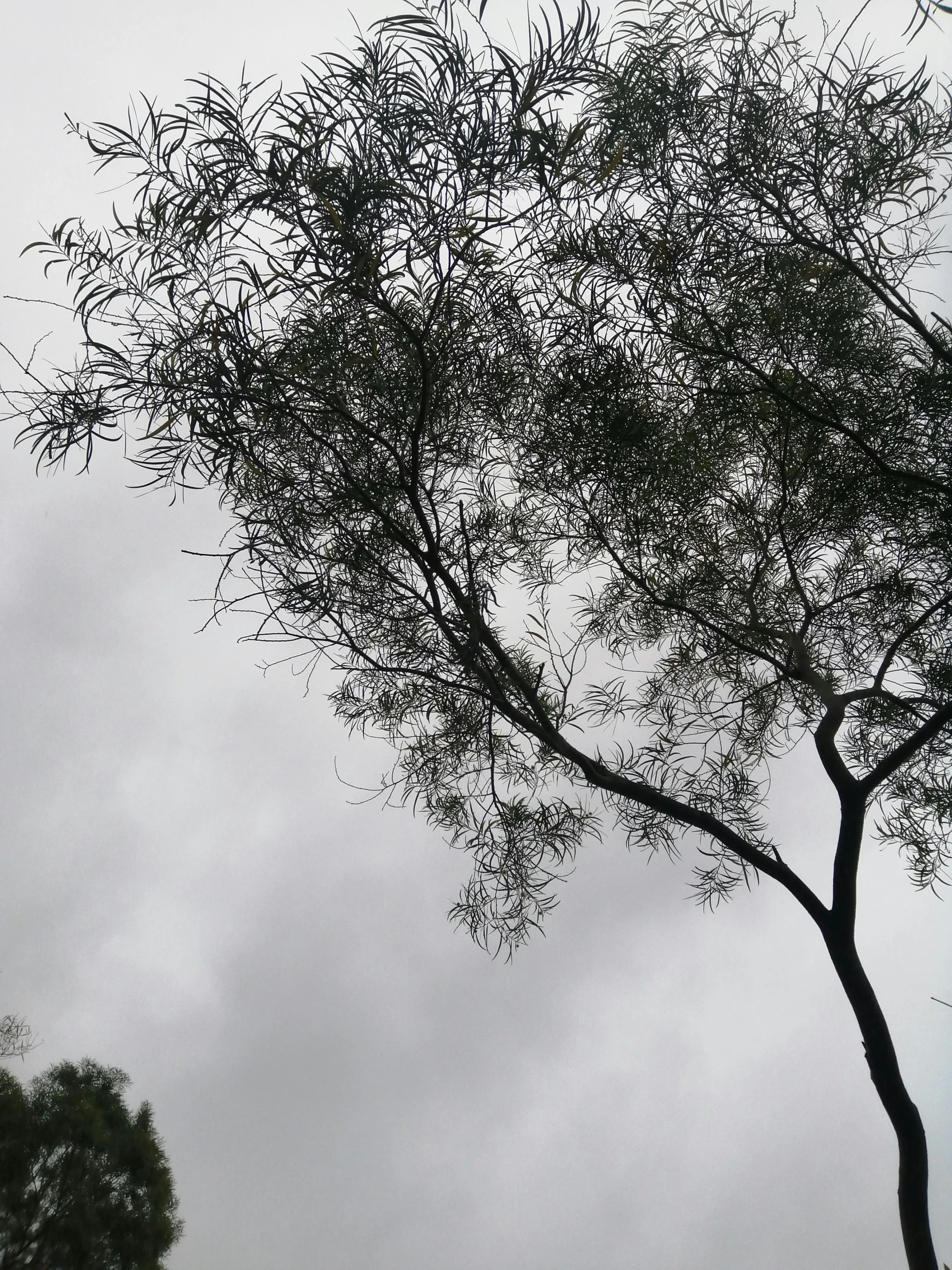 a brown horse under a tree with a black top