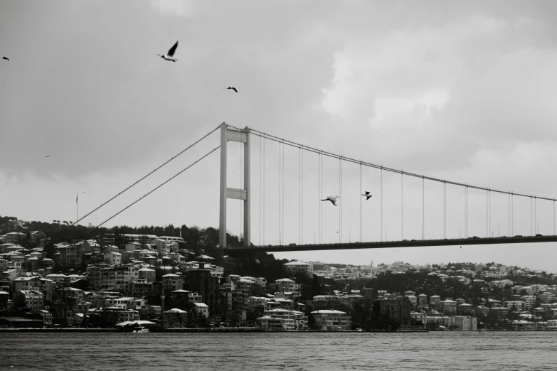 birds fly under the cables and bridge that spans over the river