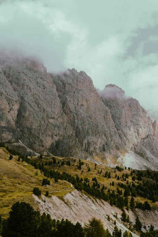 the mountain is full of trees and other plants