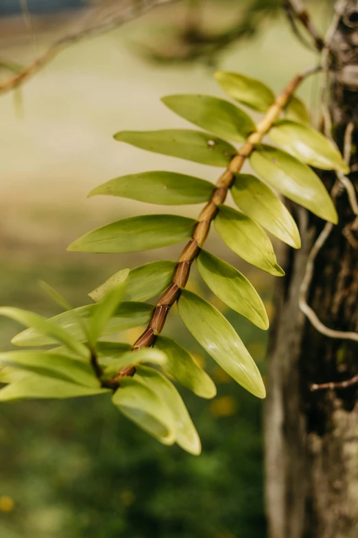 a fern plant is growing from a tree trunk