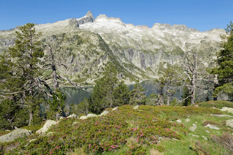 this is a view of some mountains and trees