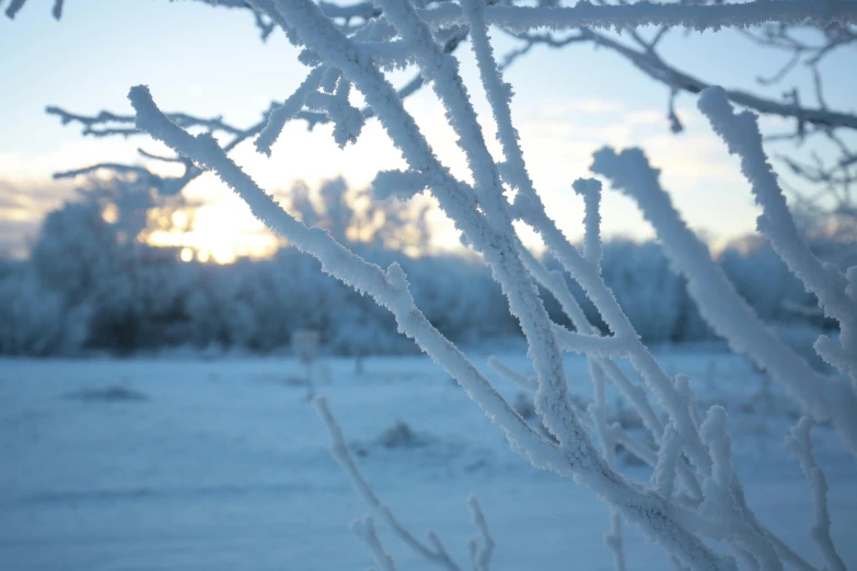 a group of bushes with ice on it