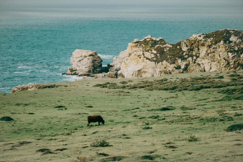 cow grazing on grass near large rock formations in foreground