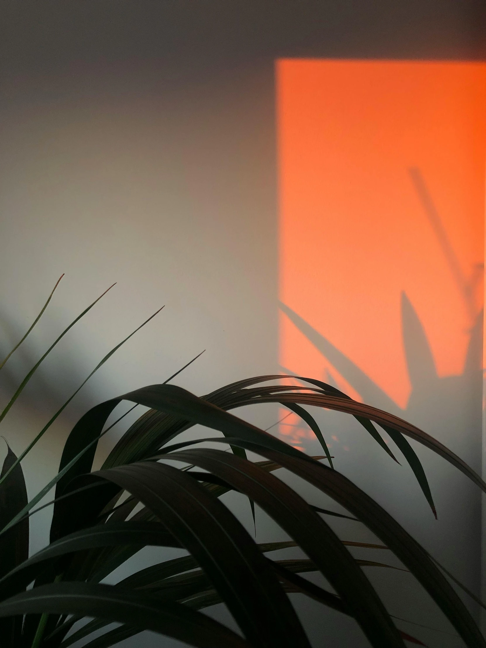 some plants against a wall with sunlight streaming down