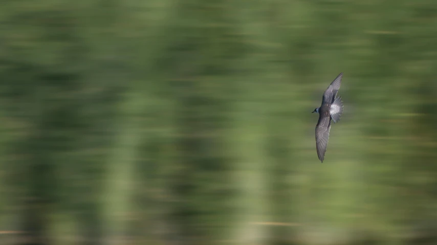 blurry pograph of a bird in flight