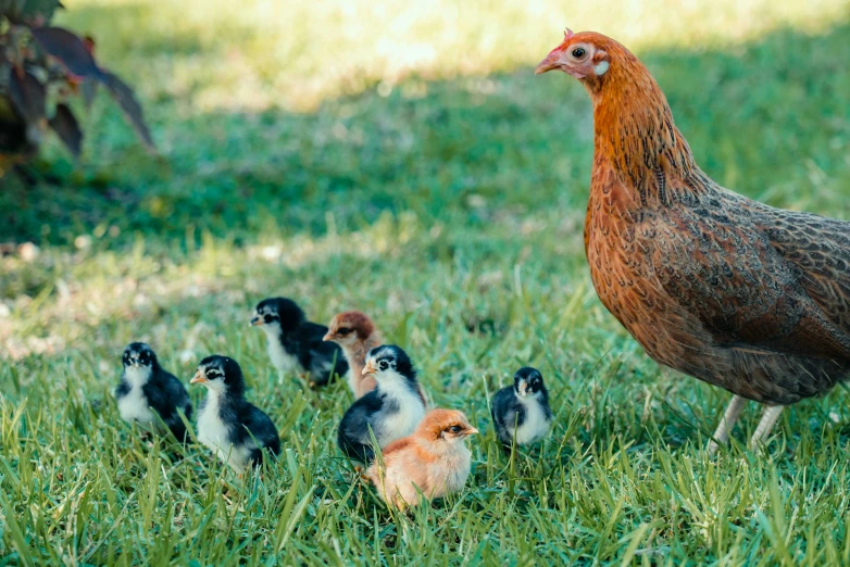 chickens are in the grass with one of them looking at a chicken