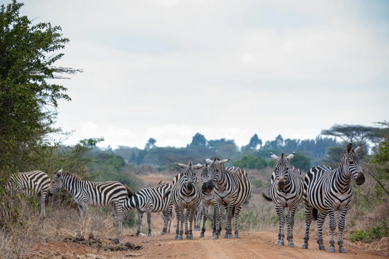 a herd of ze standing on top of a dirt road