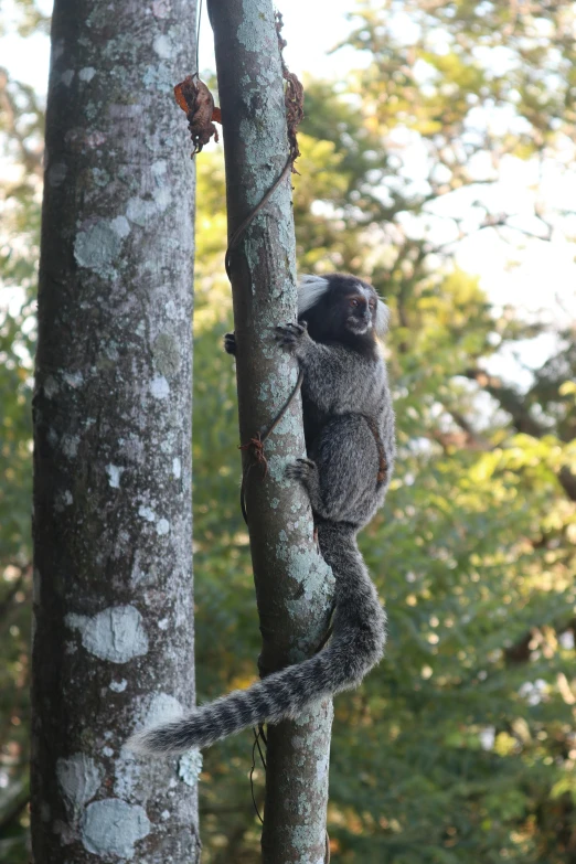 a squirrel sitting on the top of a tree