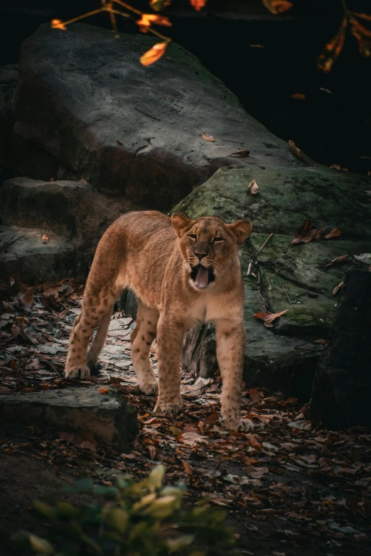 a cub roaring it's teeth standing near a rock