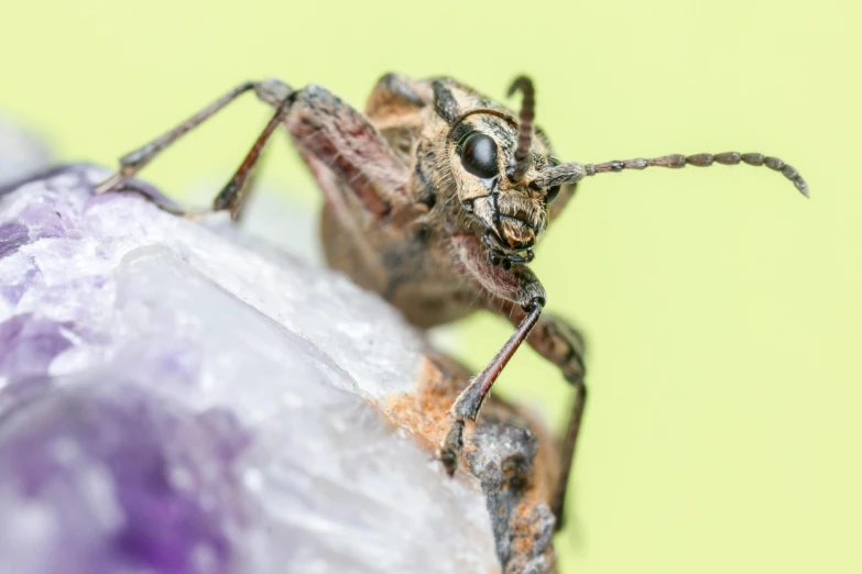 a close up of a mosquito on a piece of glass