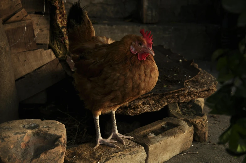 a red chicken standing on some blocks in the middle of a yard
