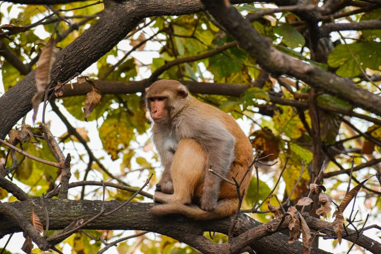 a monkey is on a tree limb during the day