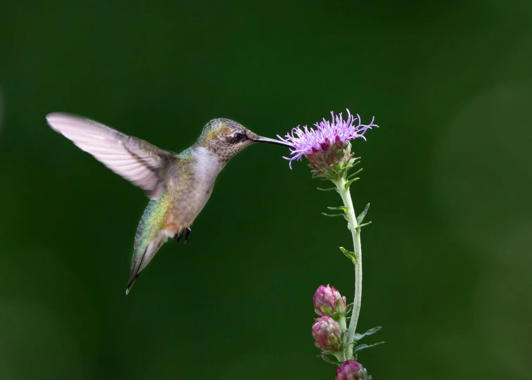 a hummingbird flying towards a small flower