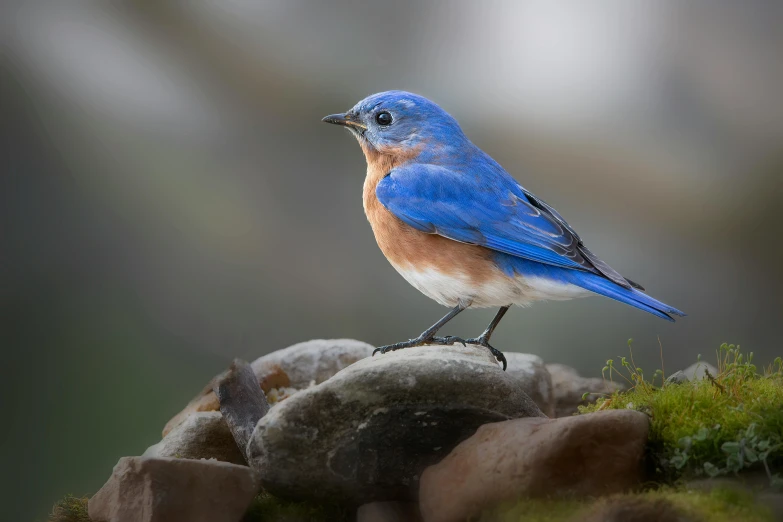 a small bird standing on top of a pile of rocks