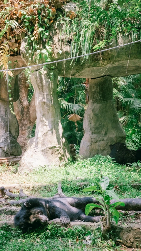 an elephant that is laying down near some trees