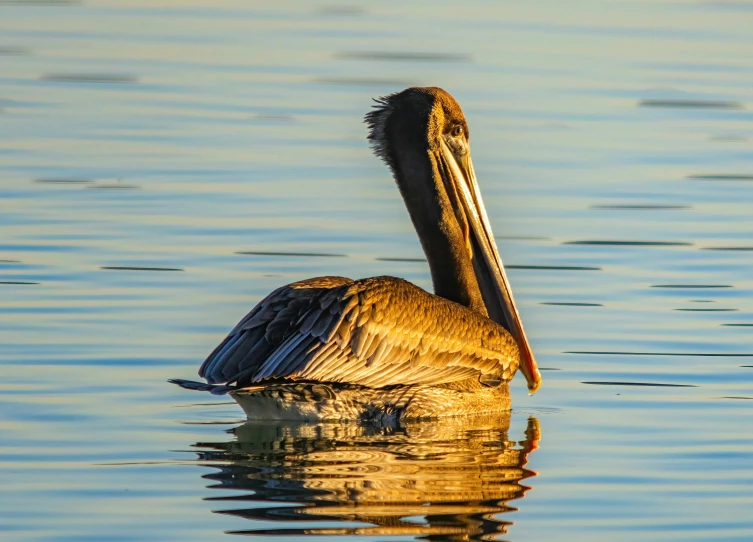 a pelican is floating in the water and its reflection