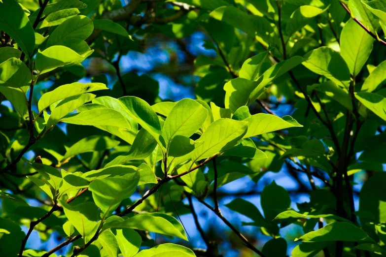 green leaves are displayed in a bright blue sky