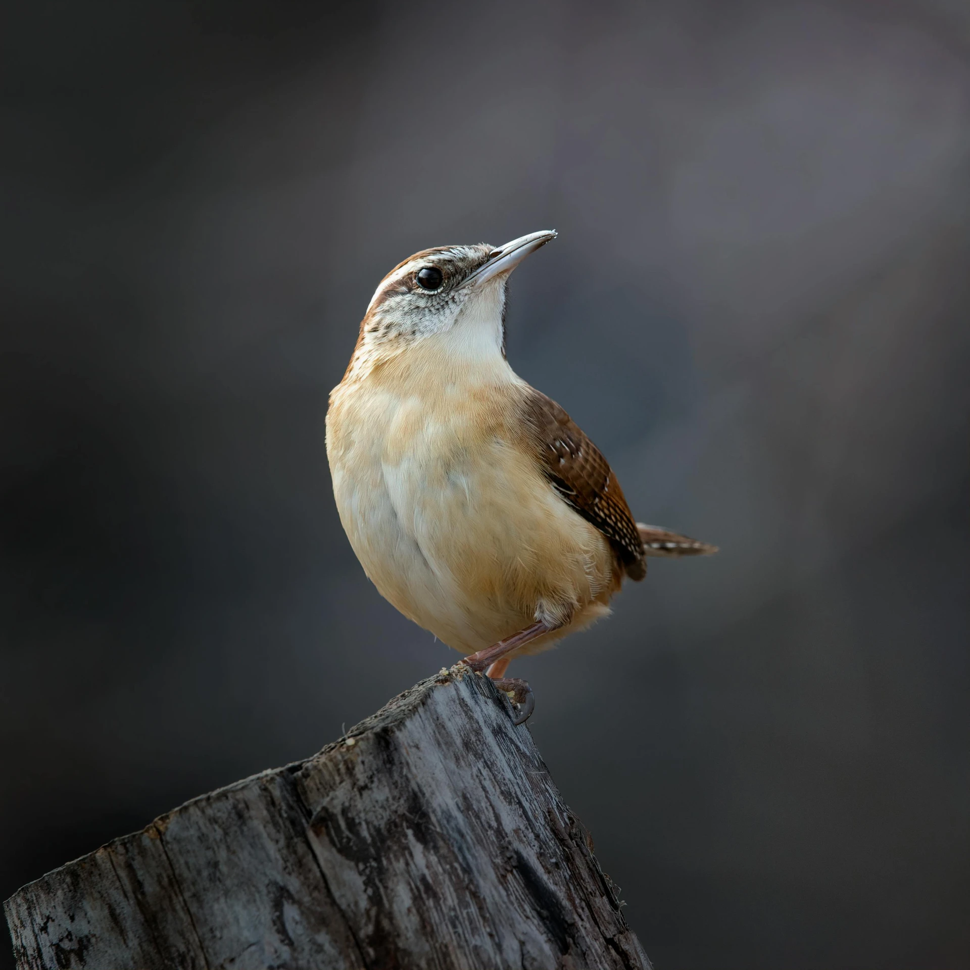 a bird that is sitting on top of a wooden post