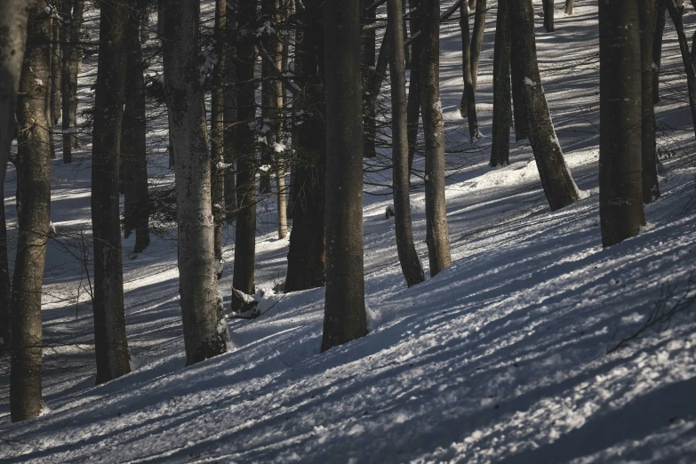 the sun shines brightly through the trees in a snow - covered woods