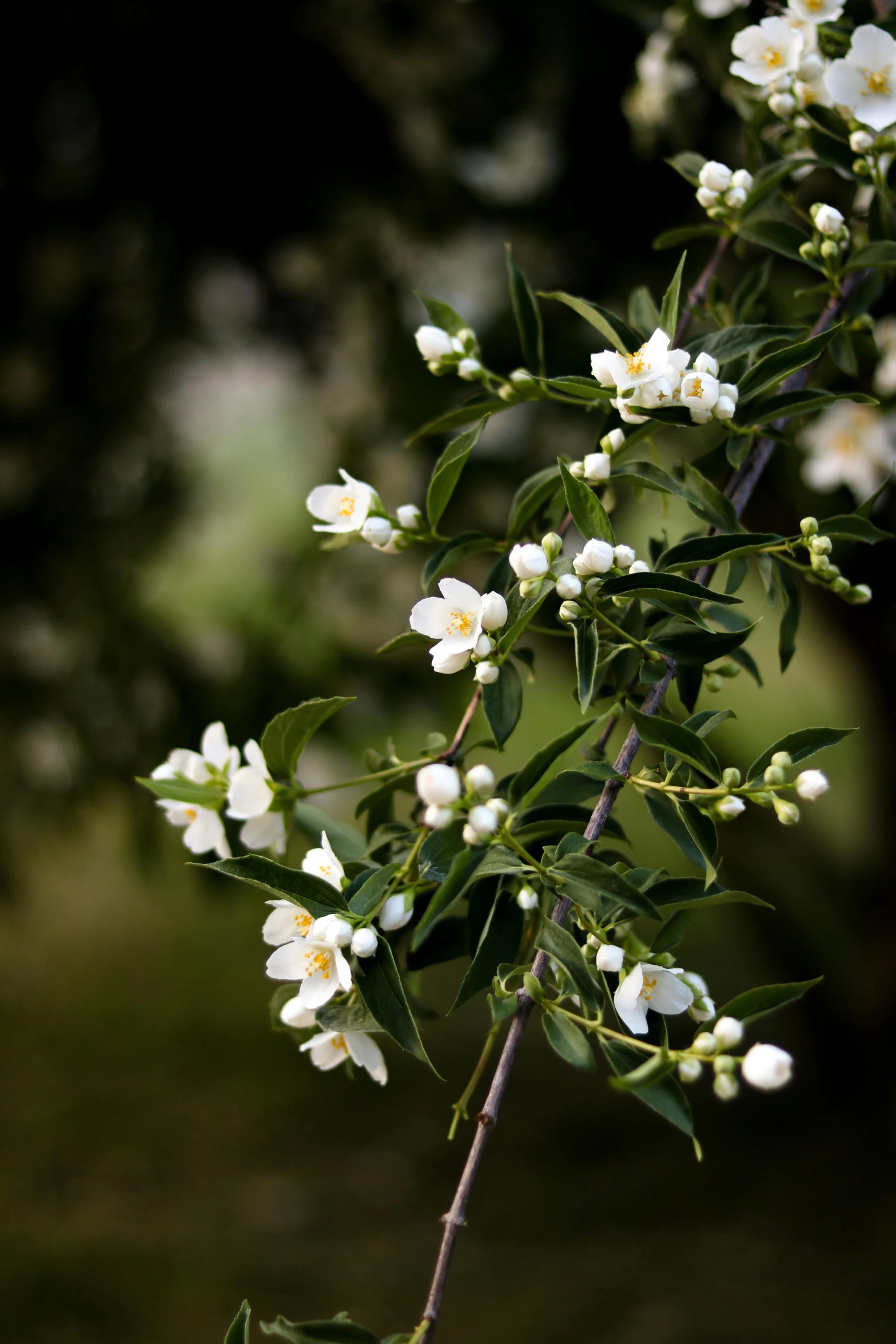 a bunch of small white flowers blooming on top of a nch