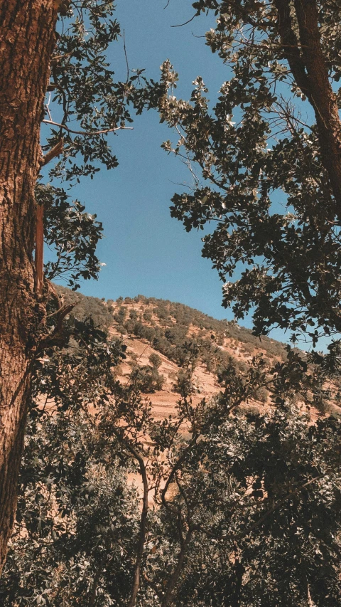 several trees and an area that looks like a mountain