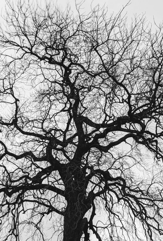 a large bare tree standing under a grey sky