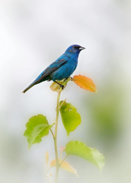 a bird is sitting on top of some leaves