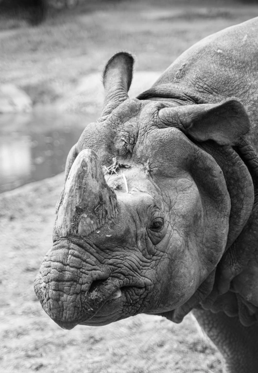 an image of a rhinoceros staring at soing in the background