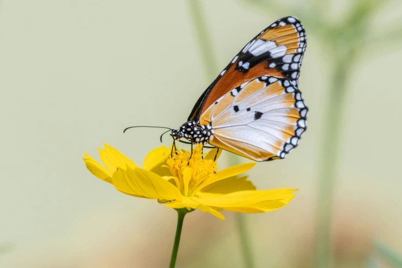 two erflies that are sitting on a yellow flower