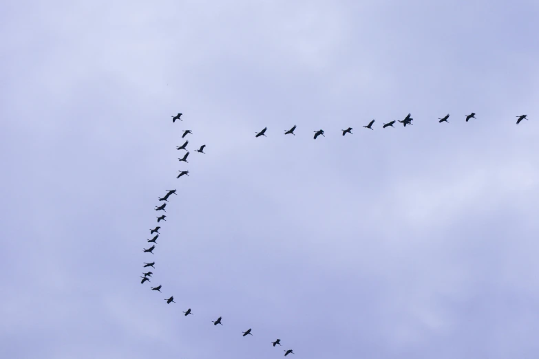 many birds are flying away in the blue sky