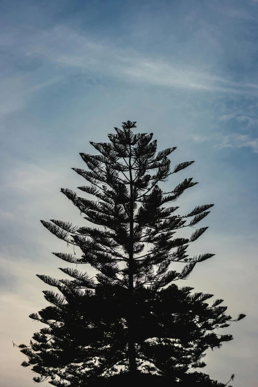 silhouetted pine tree against blue sky with moon visible